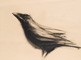 Corvo - Gesso nero su carta - 35x50 cm - 2008
