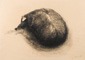 Porco - Gesso nero su carta - 35x50 cm - 2004