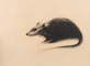 Ratto - Gesso nero su carta - 35x50 cm - 2008
