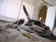 Messaggio in bottiglia - Legni del Po, sabbia - 120 x 300 cm - 2012
